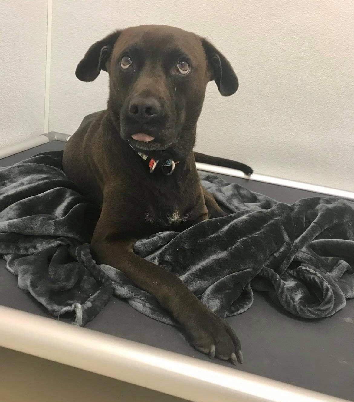 Dog Boarding in Virginia Beach, overnight luxury boarding